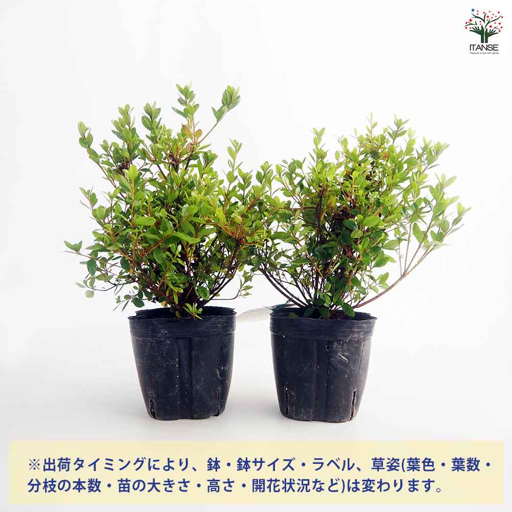クルメツツジ(久留米ツツジ) 今猩々 【花木苗 5号／1個売り】｜ 【植物 