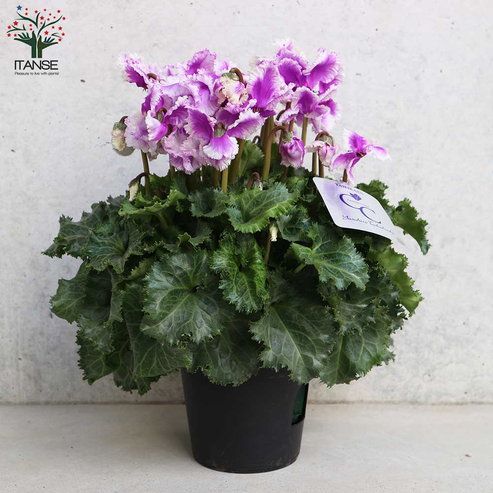 シクラメン 冬霞(フユガスミ)【花苗 5号鉢／1個売り】