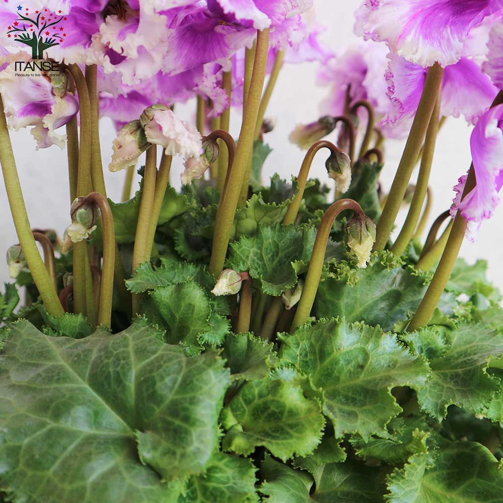 シクラメン 冬霞(フユガスミ)【花苗 5号鉢／1個売り】