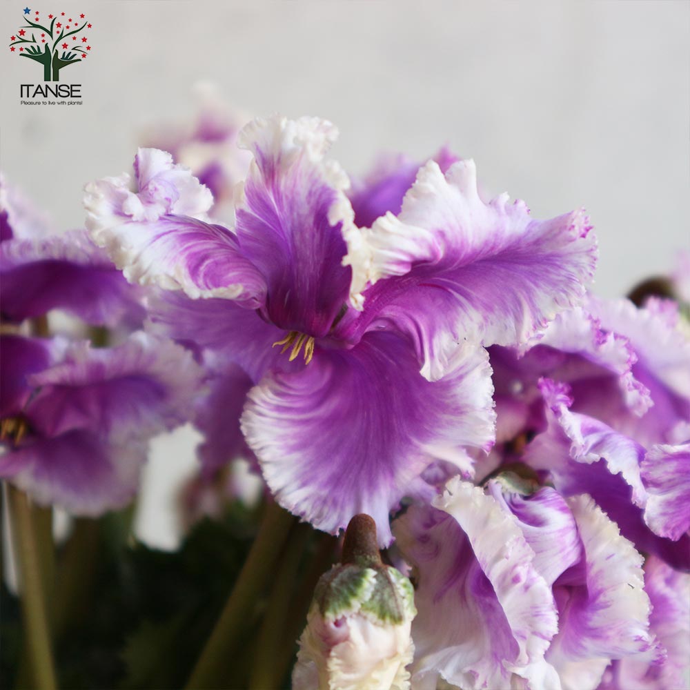 シクラメン 冬霞(フユガスミ)【花苗 5号鉢／1個売り】