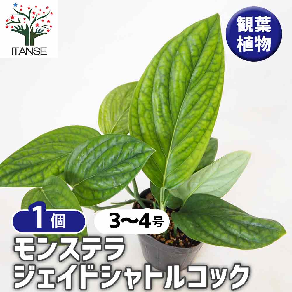 モンステラ ジェイドシャトルコック 【観葉植物 3号／1個売り