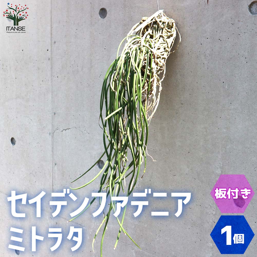 【夏のSALE】着生ラン　セイデンファデニア　ミトラタ　板付 着生ラン セイデンファデニア ミトラタ 板付 夏のSALE】着生ラン