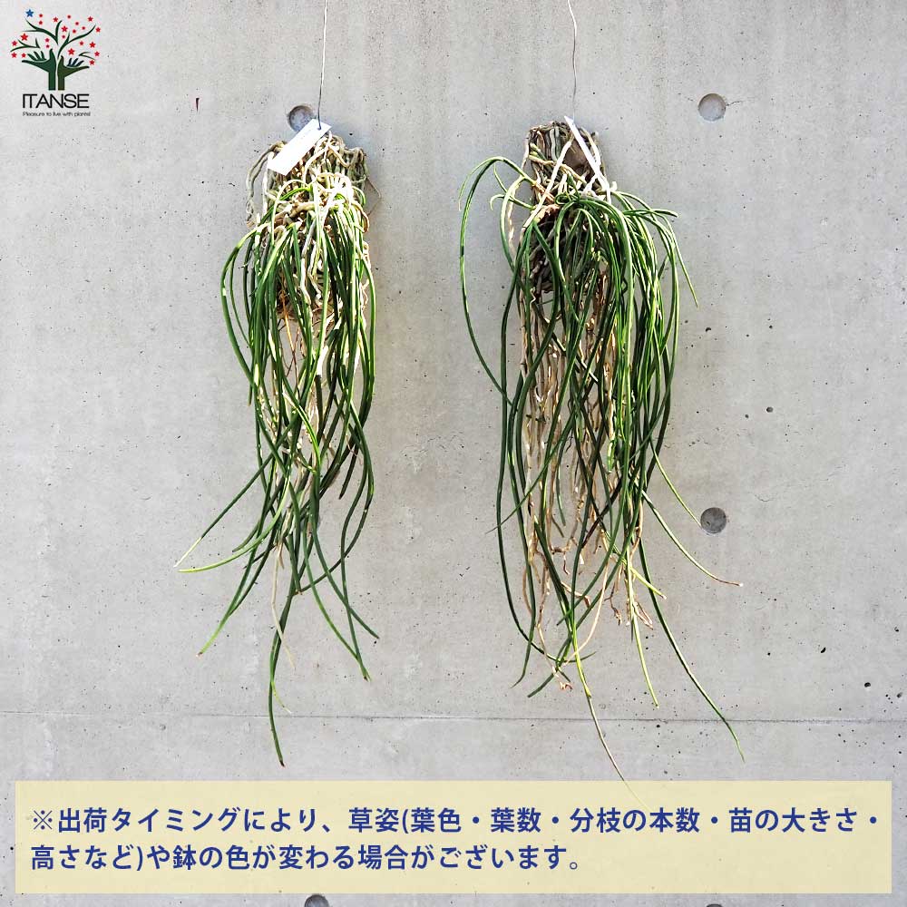 セイデンファデニア ミトラタ 板付き仕立て【観葉植物／1個売り】