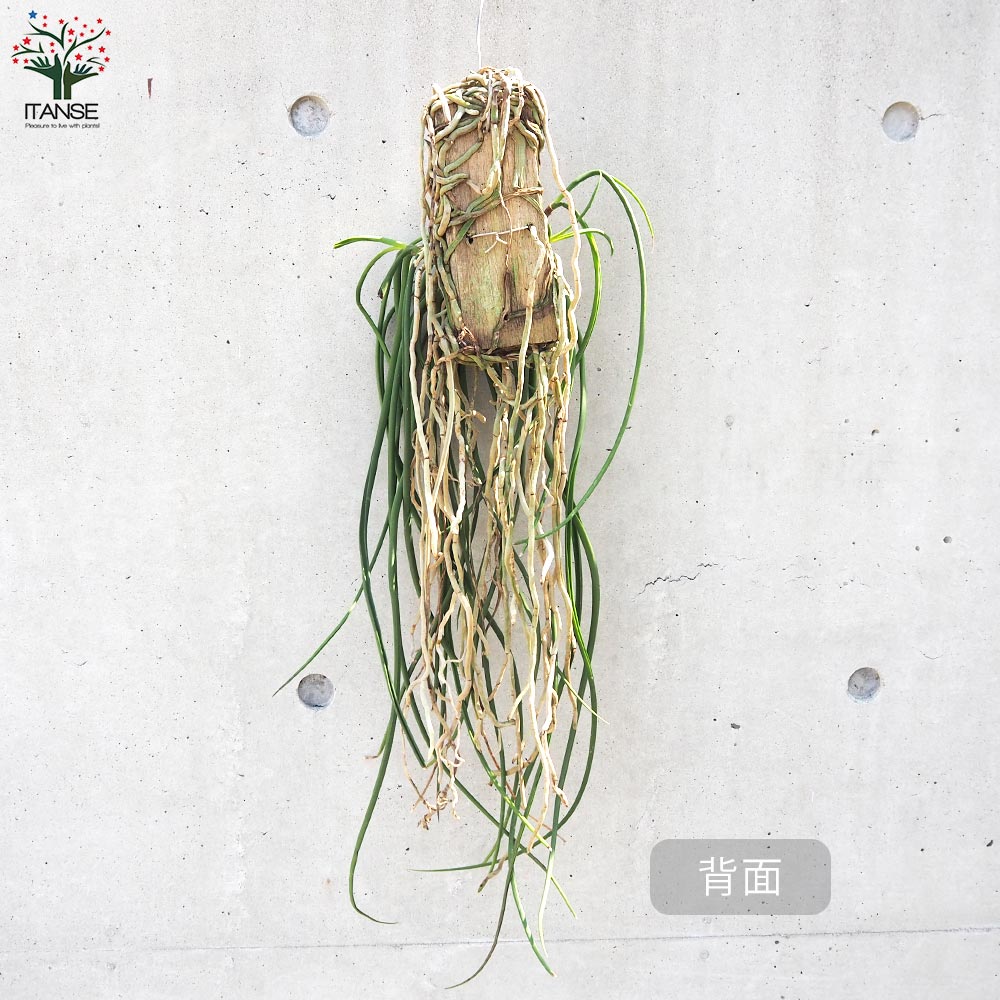 セイデンファデニア ミトラタ 板付き仕立て【観葉植物／1個売り