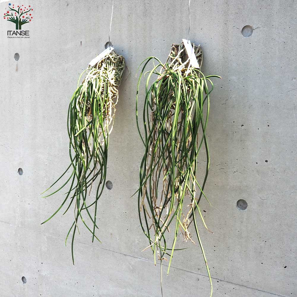 セイデンファデニア ミトラタ 大株 Seidenfadenia mitrata 大株
