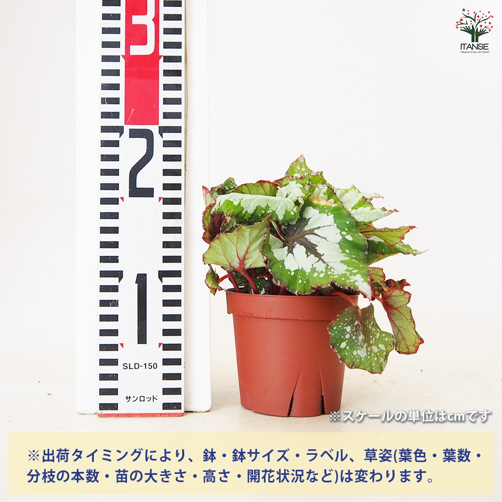 レックスベゴニア 品種見計い【観葉植物 3～4号鉢】｜ 【植物の