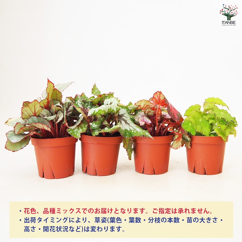 レックスベゴニア 品種見計い【観葉植物 3～4号鉢】｜ 【植物の