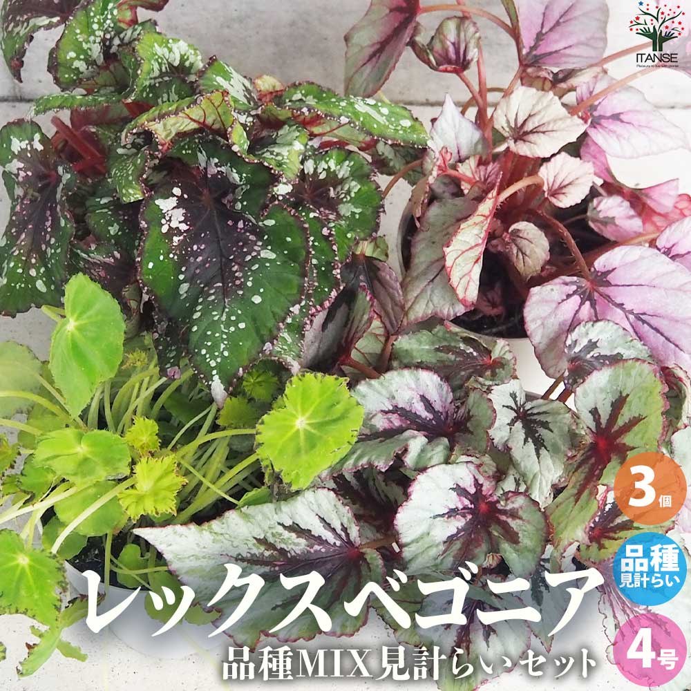 レックス ベゴニア 品種見計い【観葉植物 4号鉢／お買い得3個セット】