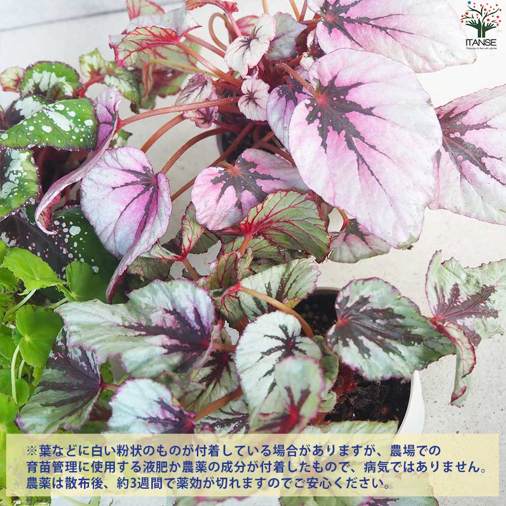 レックス ベゴニア 品種見計い【観葉植物 4号鉢／お買い得3個セット】