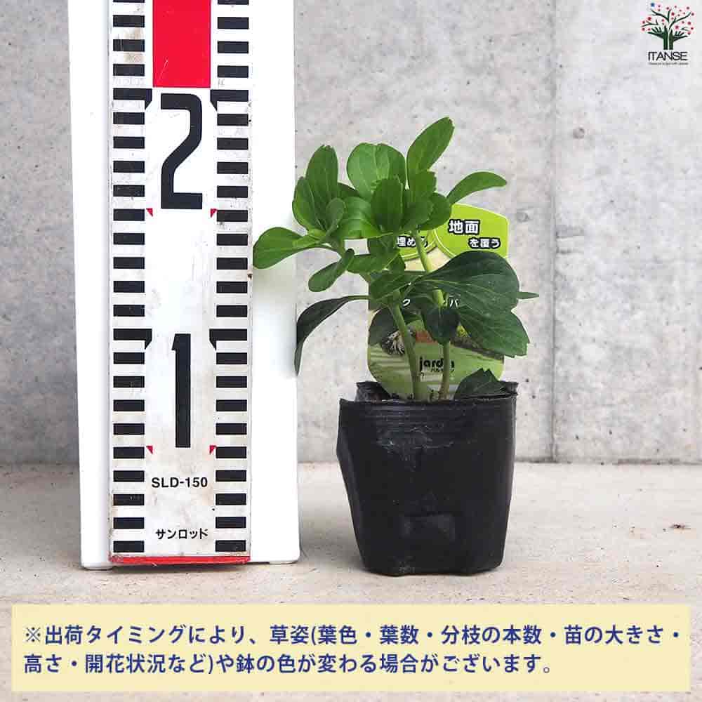 宿根草苗No.6　 9cmポット8個 予約・早割】宿根草 苗 セット 9cmロングポット 季節の