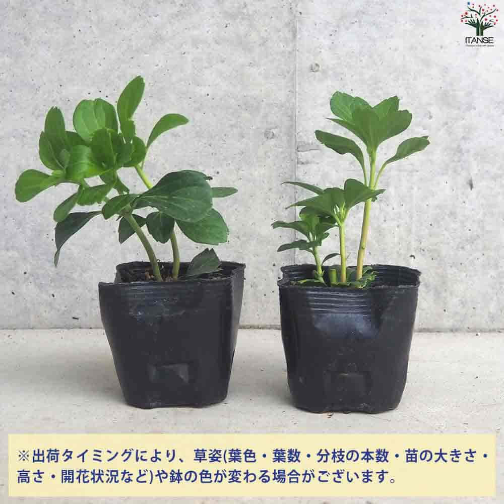 フッキソウ！高さ0.1〜0.15！35本ポット出し