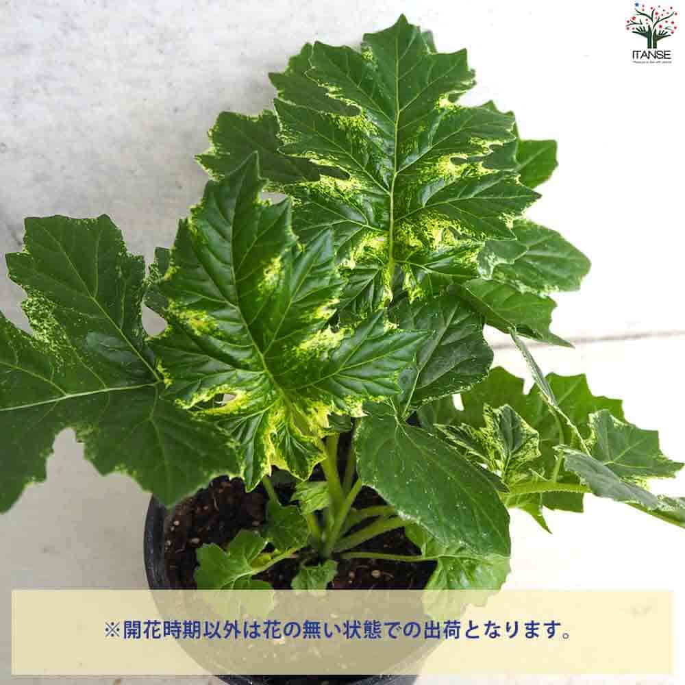 矮性アカンサス 矮性アカンサス 楽天市場】アガパンサス（矮性：ワイセイ） 5号