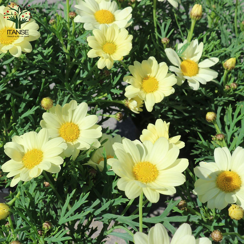 マーガレット・エンジェリックレモンパステル【花苗 4号鉢】｜ 【植物