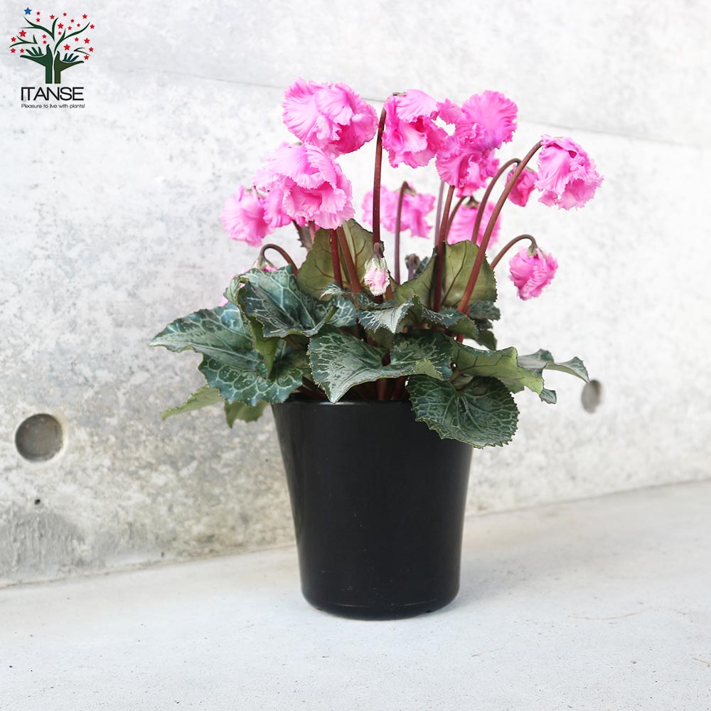 シクラメン・スワン ピンク絞り～ピンク系 色ミックス見計い 2個～【花苗 4号鉢】