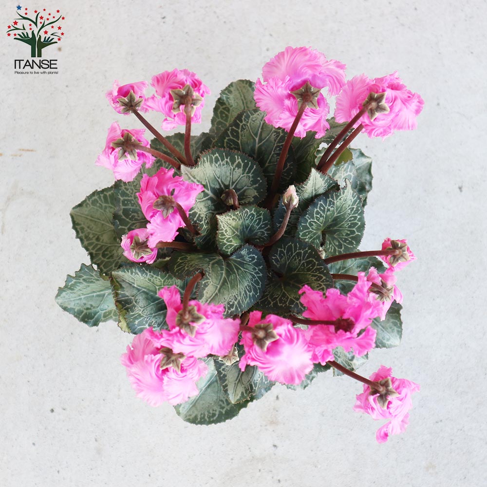 シクラメン・スワン ピンク絞り～ピンク系 色ミックス見計い 2個～【花苗 4号鉢】