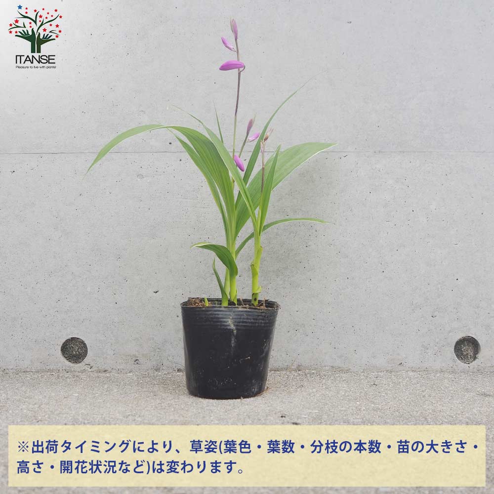 シラン(紫蘭) 斑入り葉【花苗 3.5号ポット】｜ 【植物のITANSE