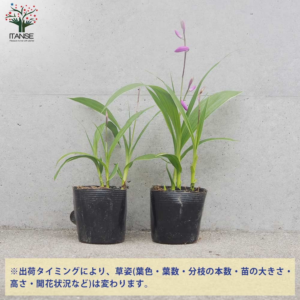 シラン(紫蘭) 斑入り葉【花苗 3.5号ポット】｜ 【植物のITANSE