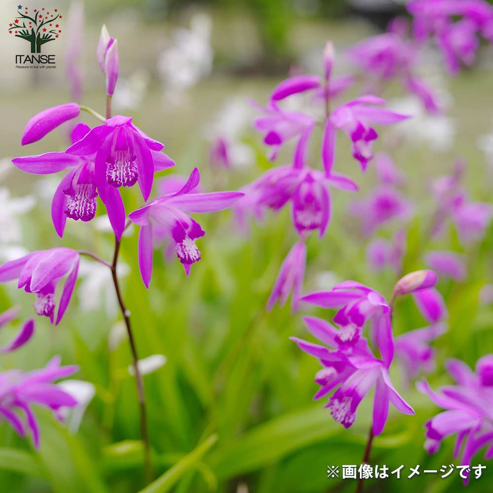 シラン(紫蘭) 斑入り葉【花苗 3.5号ポット】｜ 【植物のITANSE