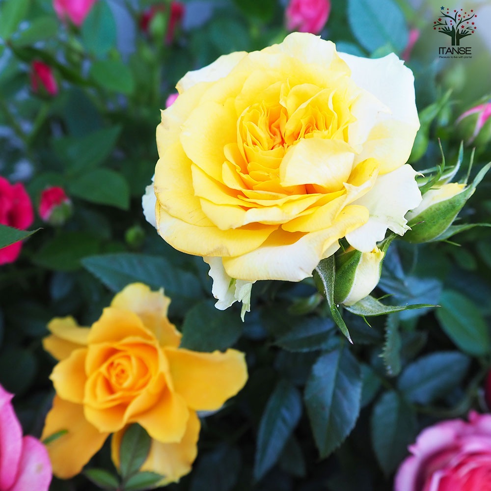 ミニ薔薇 色MIX見計い2個～【花苗 3号～4号】｜ 【植物の