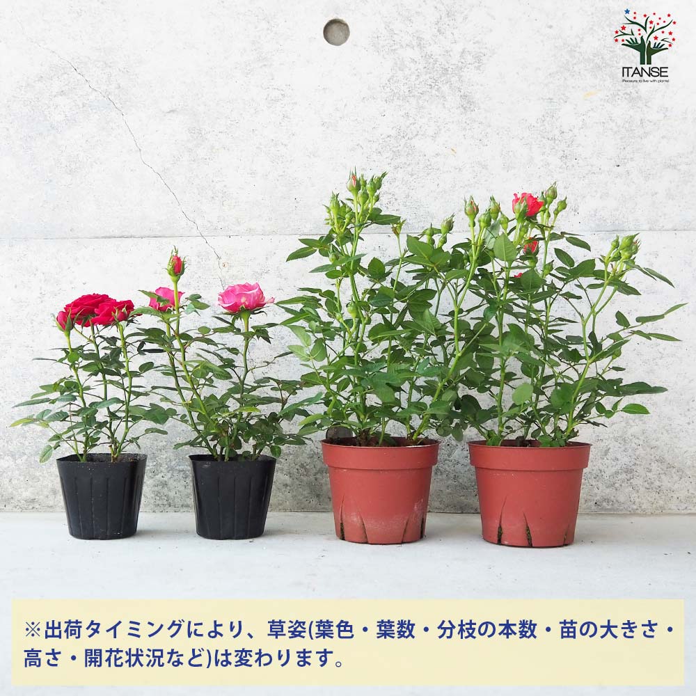 ミニ薔薇 色MIX見計い2個～【花苗 3号～4号】｜ 【植物の
