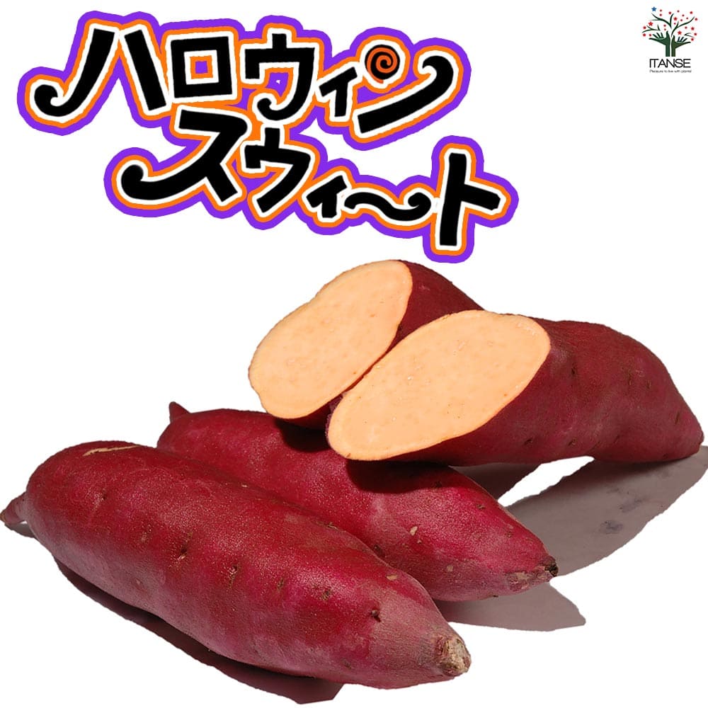 徳島県産 ハロウィンスイート【希少 さつまいも 秋 新芋 土付き お買い得】