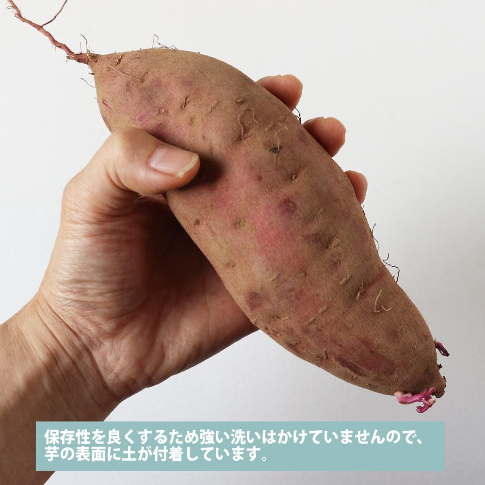 徳島県産 ハロウィンスイート【希少 さつまいも 秋 新芋 土付き お買い得】