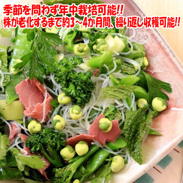 わさび菜の大苗【野菜苗18cm硬質ポット大苗1個／肥料付き】