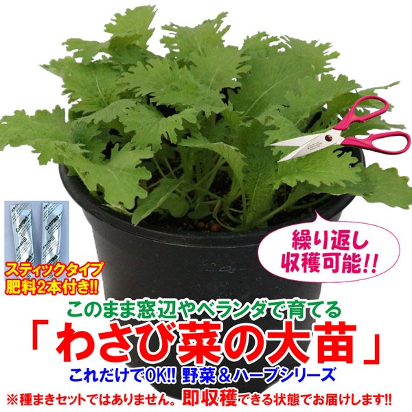わさび菜の大苗【野菜苗18cm硬質ポット大苗1個／肥料付き】