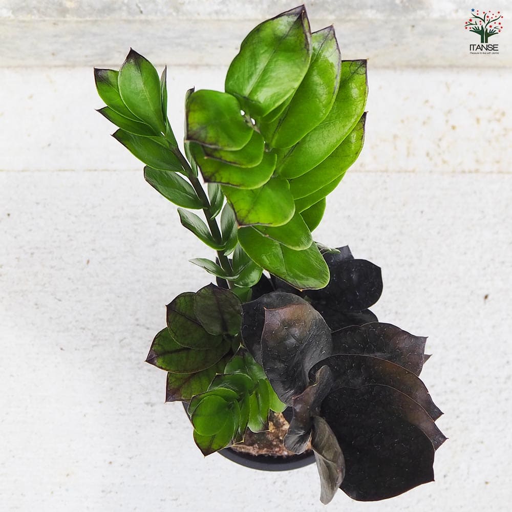 観葉植物 ザミオクルカス レイブン 【観葉植物 4号鉢／1個売り