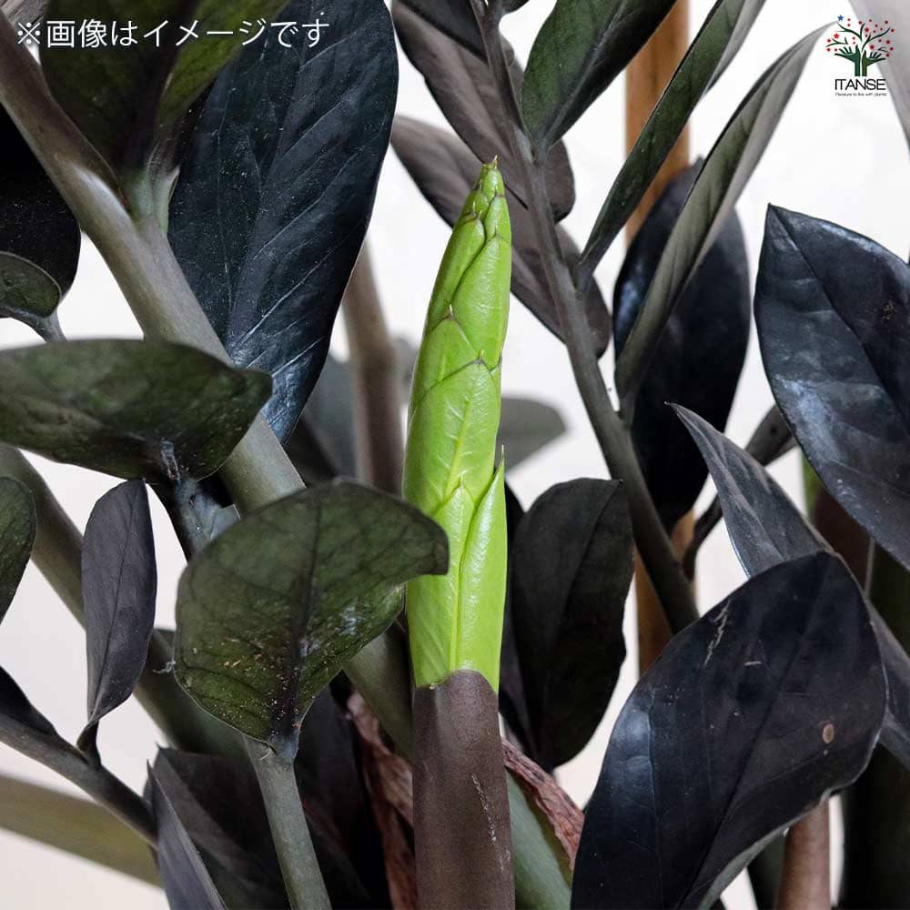 観葉植物 ザミオクルカス レイブン 【観葉植物 4号鉢／1個売り