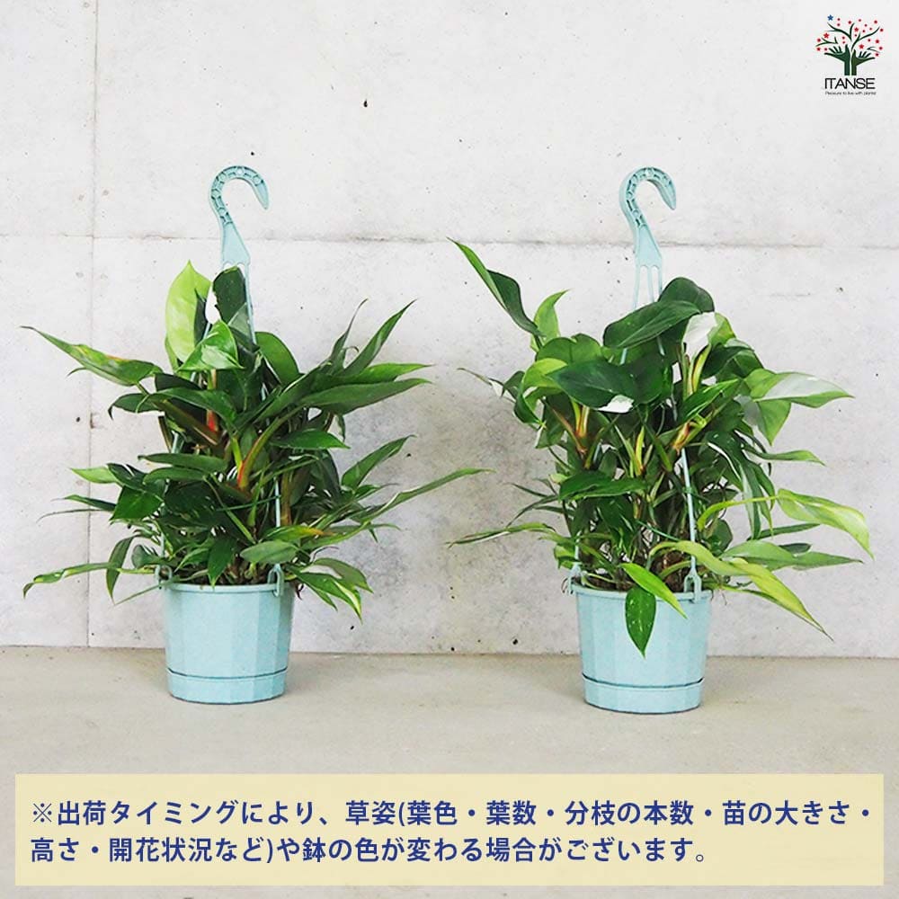 フィロデンドロン ホワイトプリンセス 【観葉植物 5号】｜ 【植物の