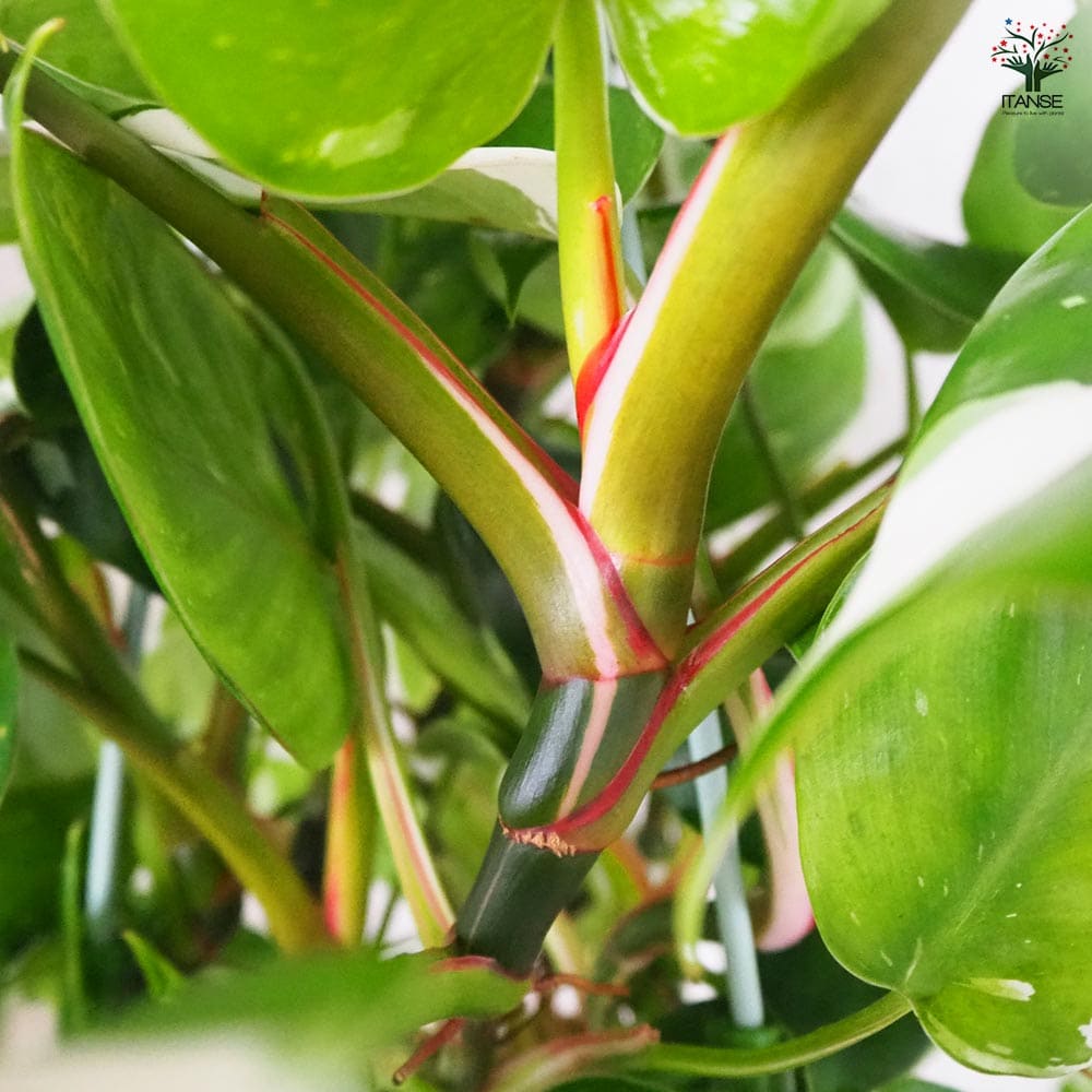 フィロデンドロン ホワイトプリンセス 【観葉植物 5号】| 【植物の フィロデンドロン ホワイトプリンセス 【観葉植物 5号】| 【植物の