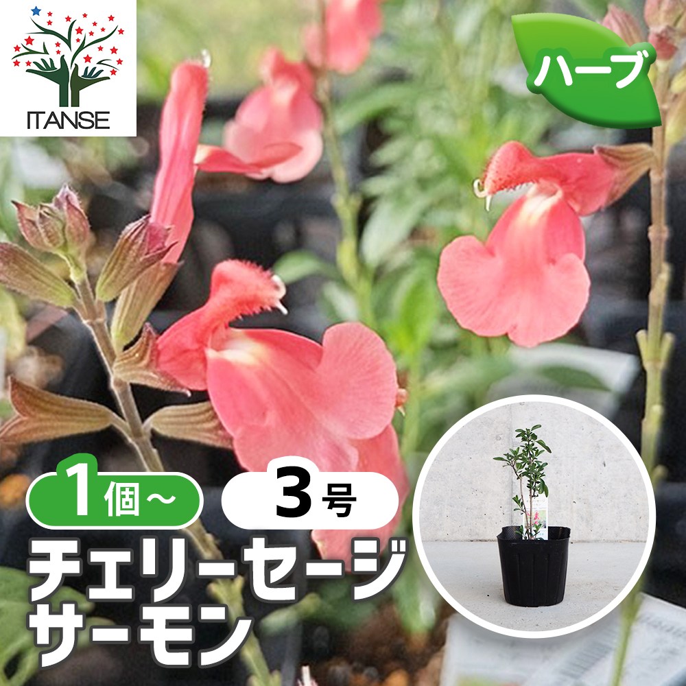 チェリーセージ サーモン【ハーブ苗9cmポット／1個～】｜ 【植物の
