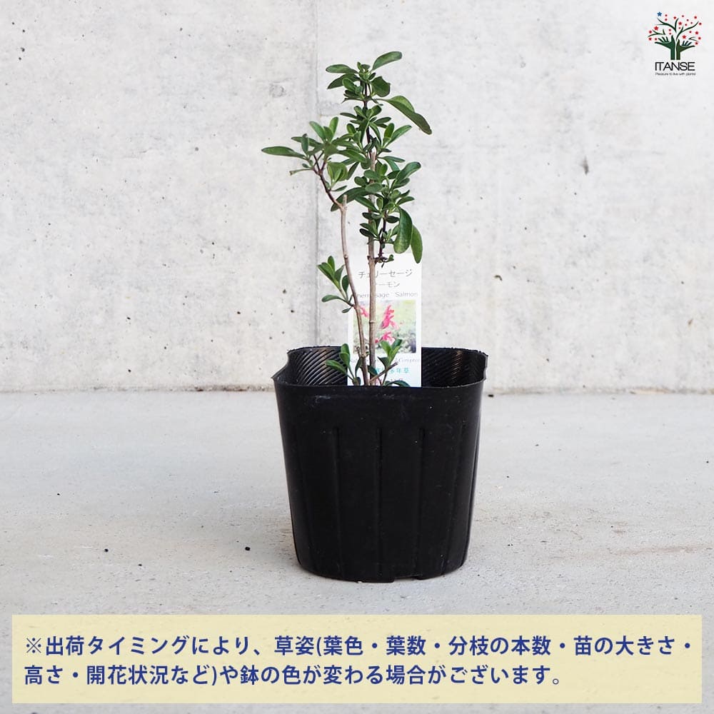 チェリーセージ ライトサーモン 挿し穂4本 チェリーセージ ライトサーモン 挿し穂4本 【公式通販】