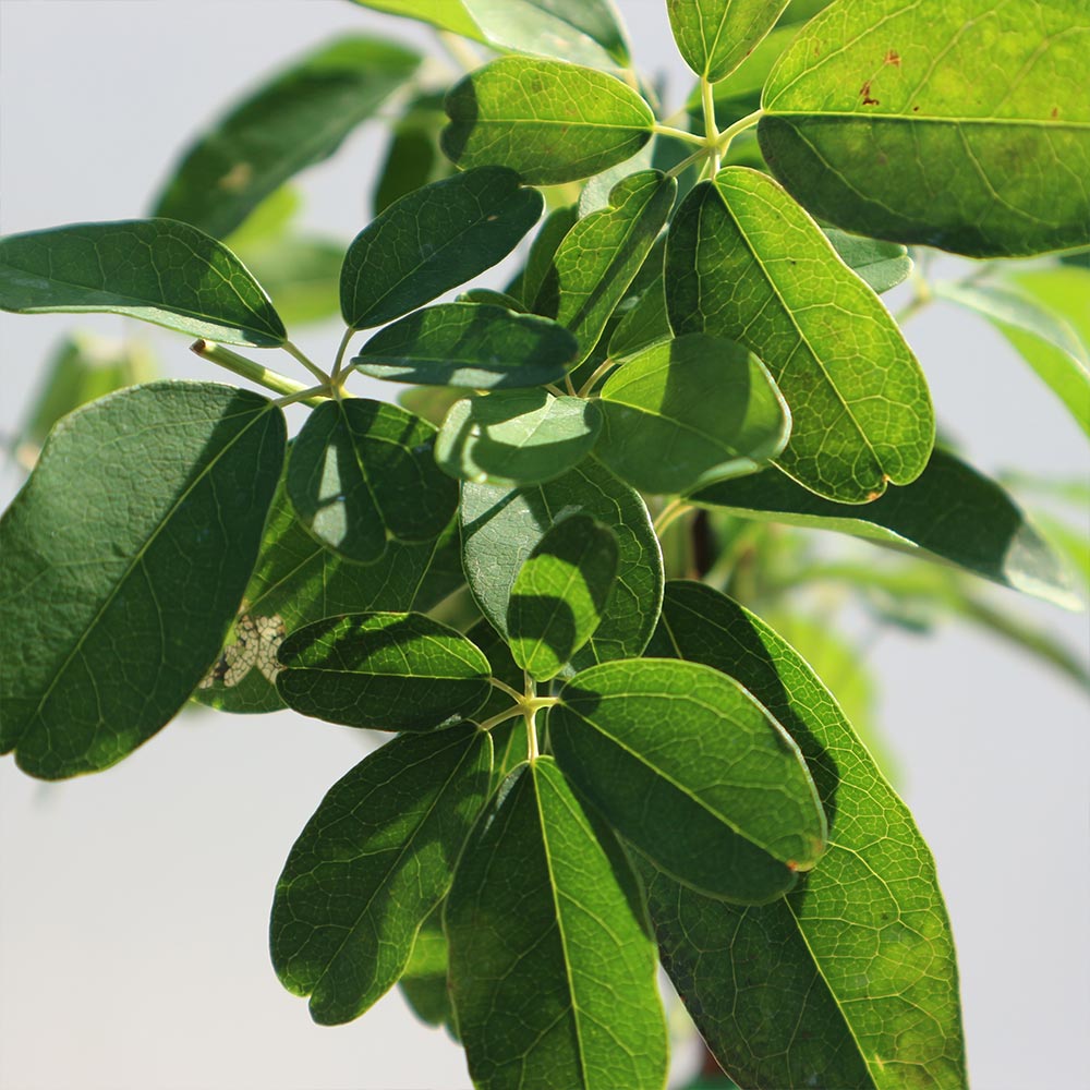 アケビの苗木 五葉【果樹苗 2年生 挿木苗12cmポット／1個】｜ 【植物の