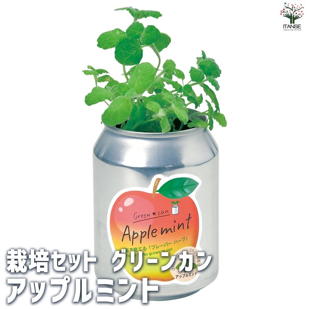 栽培セット グリーンカン アップルミント 【1個売り】｜ 【植物の