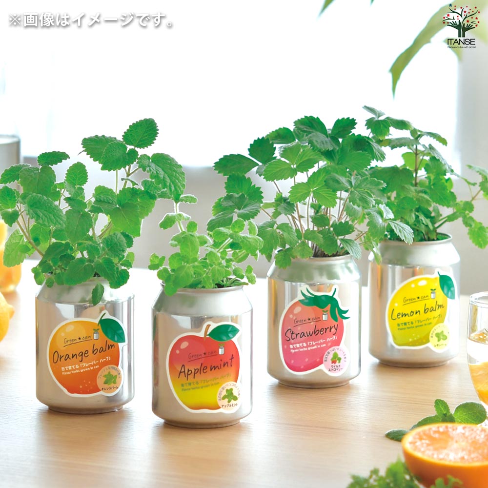 栽培セット グリーンカン アップルミント 【1個売り】｜ 【植物の