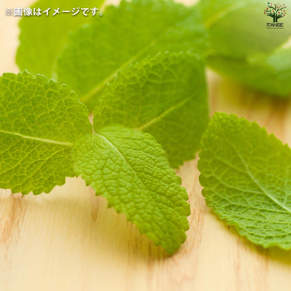 栽培セット グリーンカン アップルミント 【1個売り】｜ 【植物の