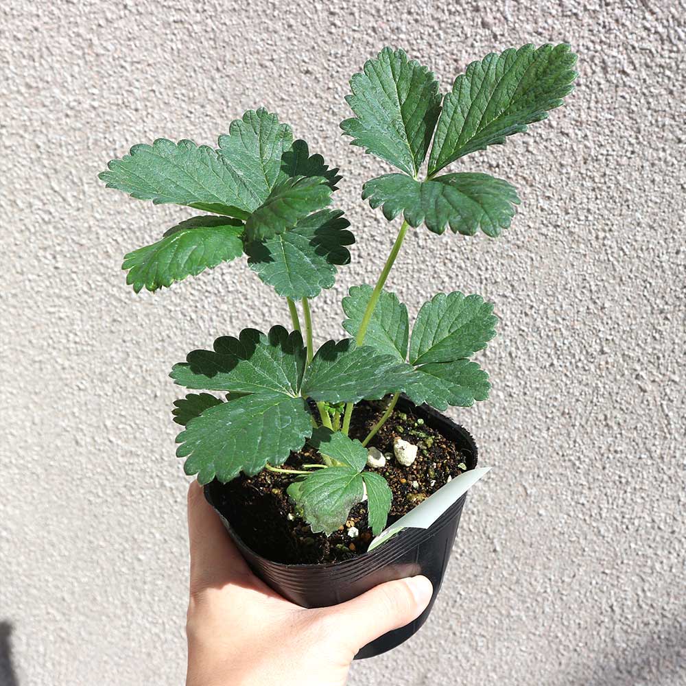 人気のすずなり大実いちご栽培キット【野菜苗 10.5cmポット&資材セット】