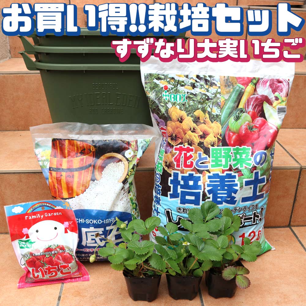 人気のすずなり大実いちご栽培キット【野菜苗 10.5cmポット&資材セット】