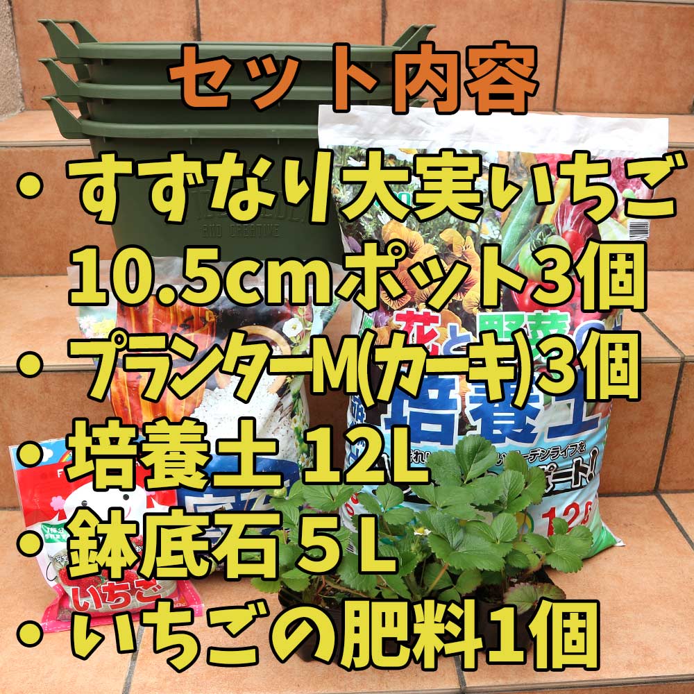 人気のすずなり大実いちご栽培キット【野菜苗 10.5cmポット&資材セット】