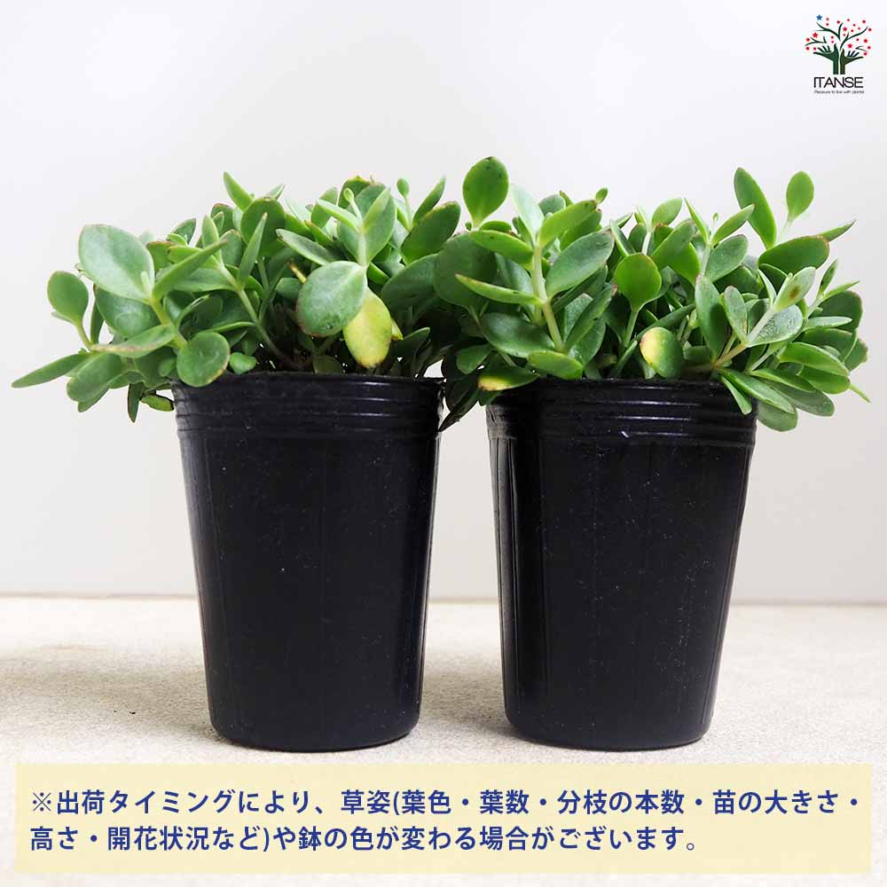 セダム ライムジンガー2個～ 【多肉植物 2.5号】｜ 【植物の