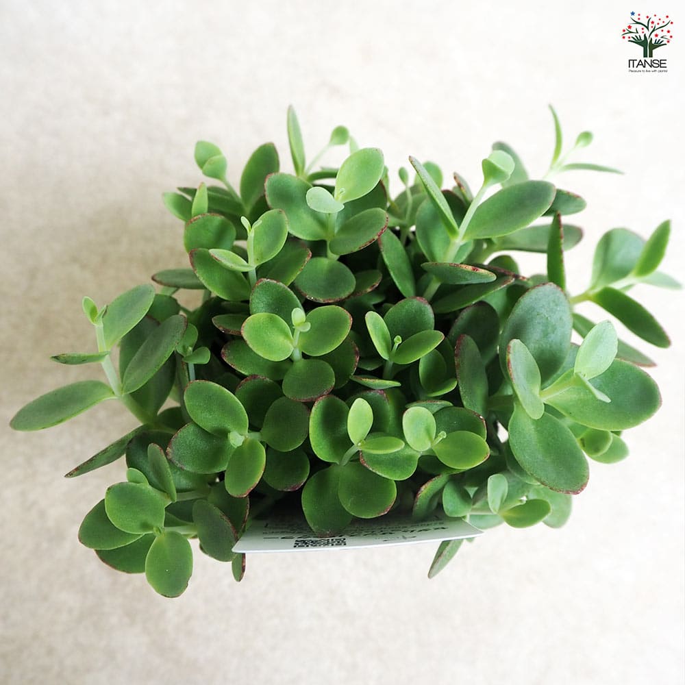 その他観葉植物 ShinMin 選べる観葉-4号-カラフル陶器(ココファイバー付)送料無料