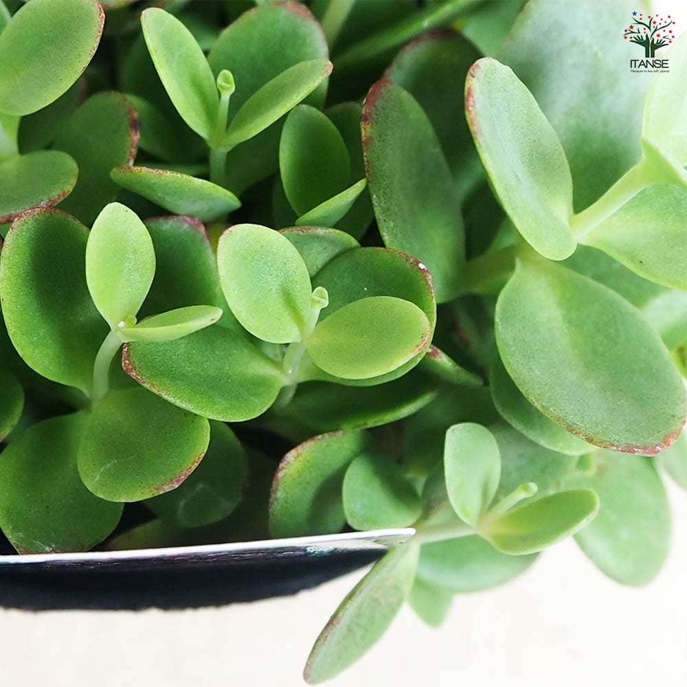 セダム ライムジンガー2個～ 【多肉植物 2.5号】｜ 【植物の