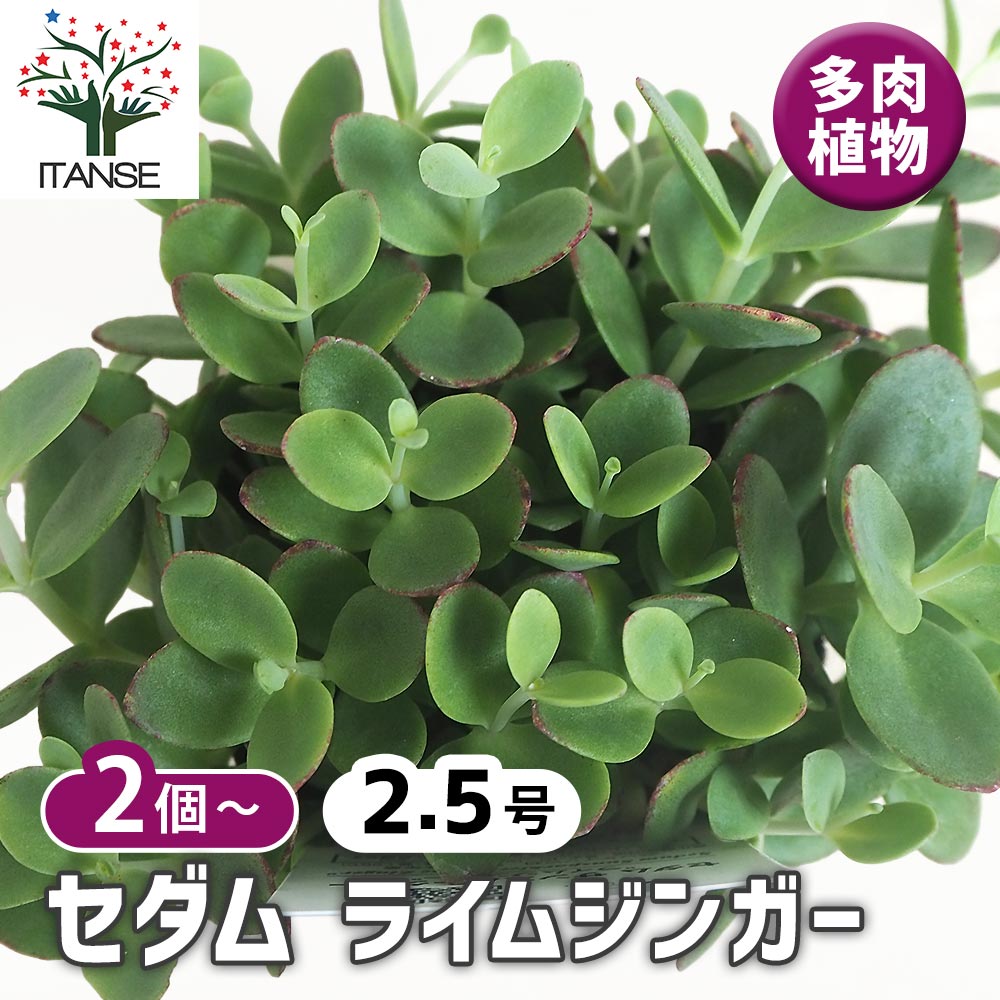 その他観葉植物 ShinMin 選べる観葉-4号-カラフル陶器(ココファイバー付)送料無料