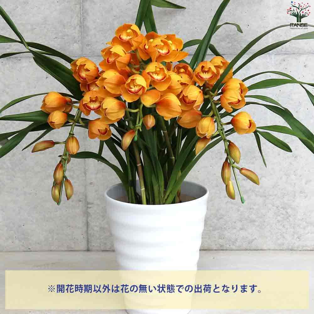 マロン様 花瓶 27 マロン様 花瓶 27
