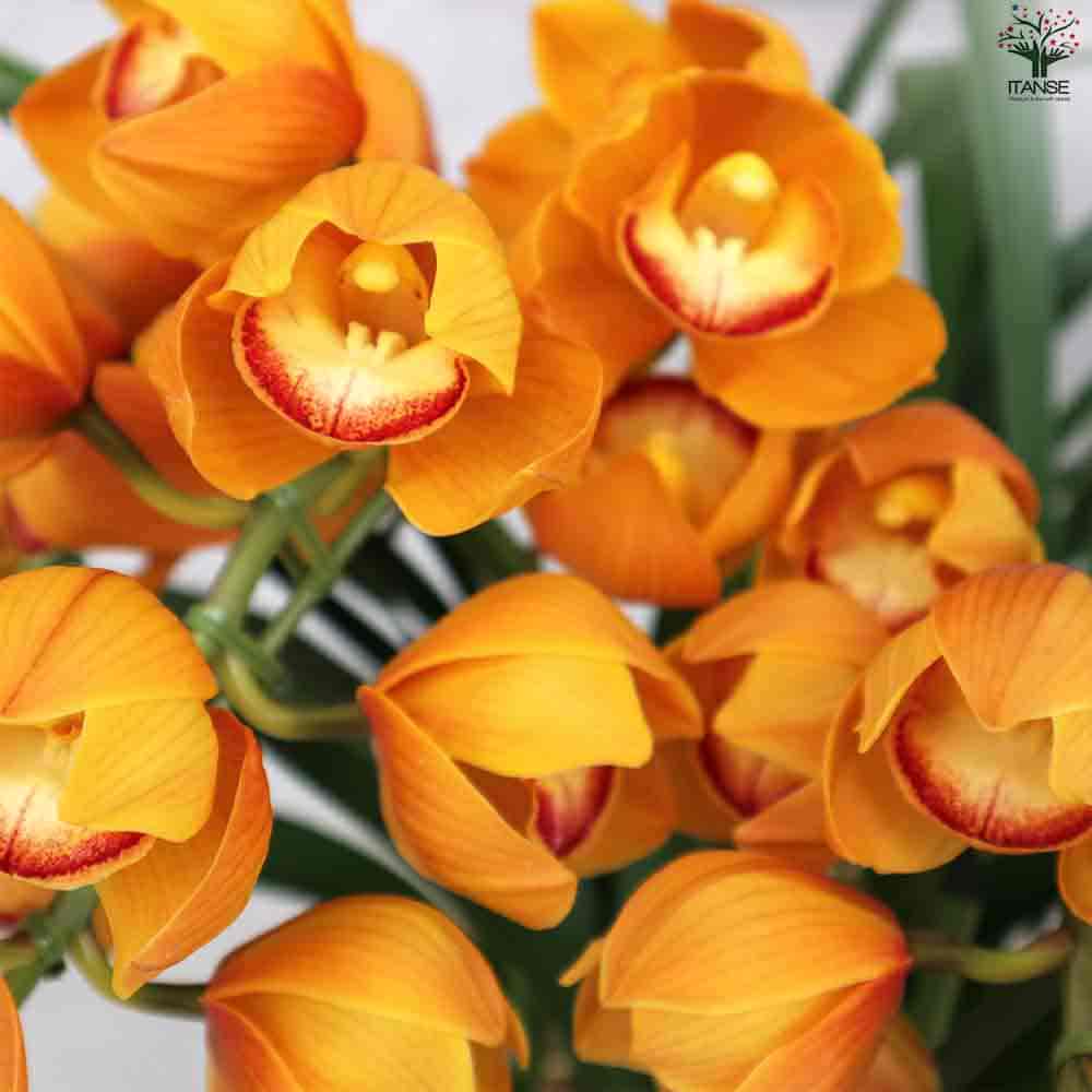 シンビジウム マロンケーキ3～4本立 【花苗 7号陶器鉢／1個売り