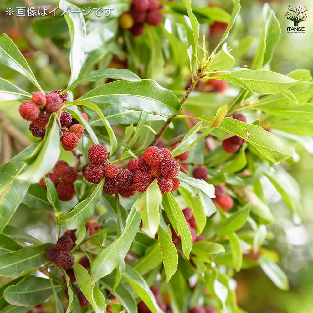 観葉植物）果樹苗 アテモヤ 4．5号（1ポット） 苗木 家庭菜園 果物