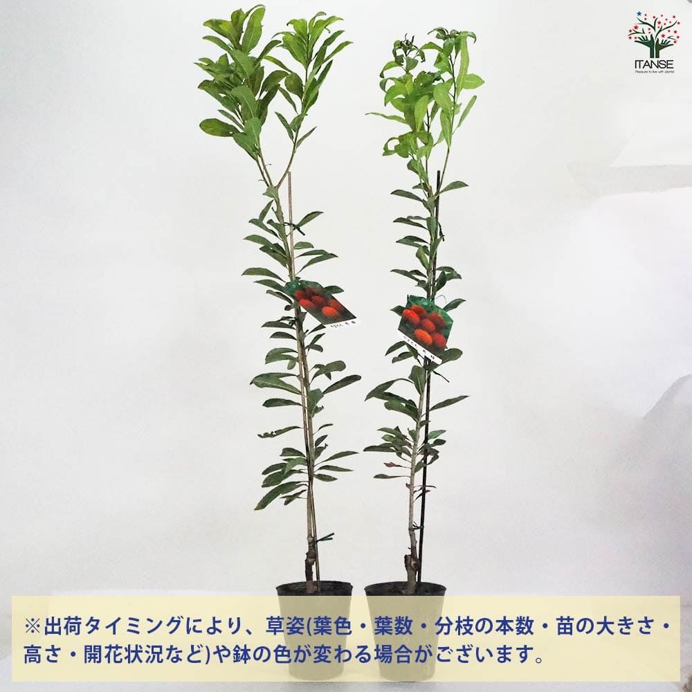 山もも 【果樹の苗木 4～5号ポット／1個売り】｜ 【植物のITANSE