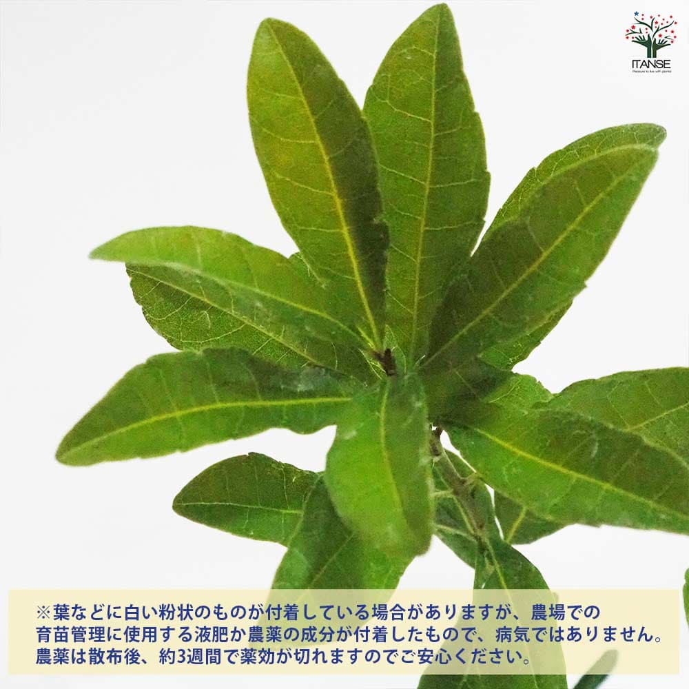 山もも 【果樹の苗木 4～5号ポット／1個売り】｜ 【植物のITANSE